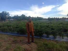 Pemerintah Desa Sukaraja, Kecamatan Logas Tanah Darat, Kuansing,  memanfaatkan dana desa untuk budidaya cabai