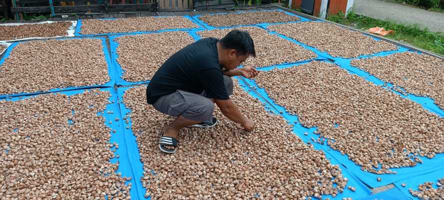 Harga Pinang Mentah di Inhil Rp.600 Perak, Pengepul: Tahun Neraka Bagi Petani