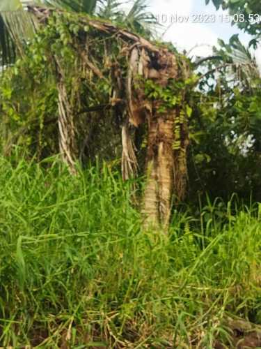 Berulah, Serangan Hama Kumbang yang Diduga Berasal dari PT. GIN Rusak Kebun Kelapa Masyarakat Desa Bantayan